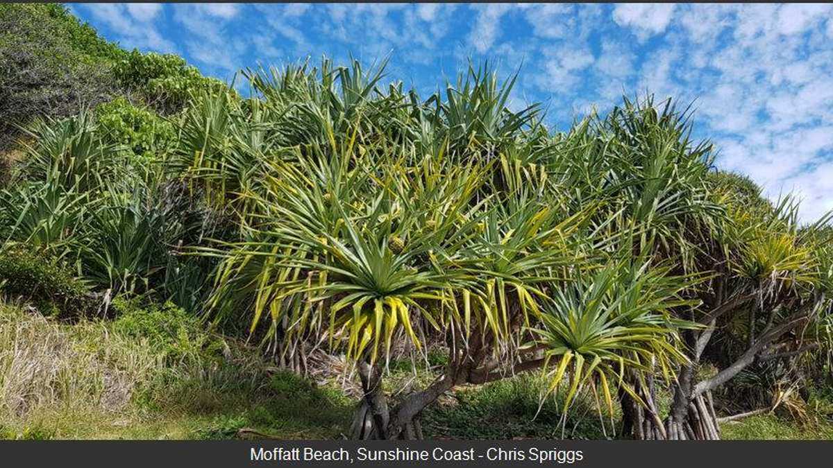 Sunshine Coast outdoor view for UV index page